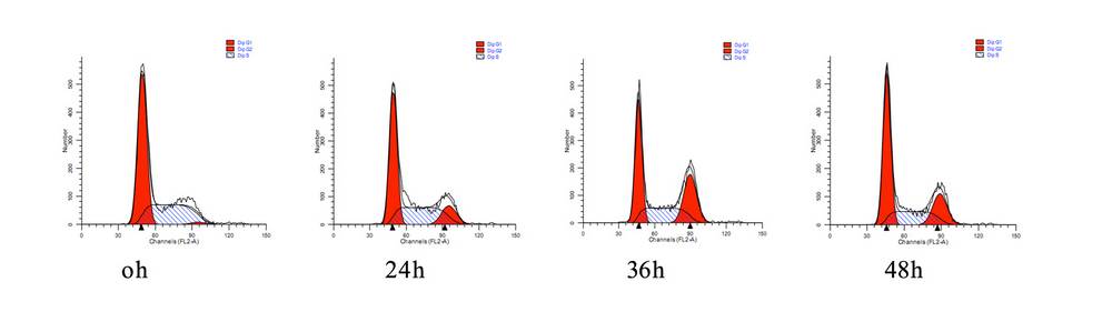 流式细胞周期检测图